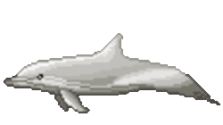 Saltwater Dolphin Swimming2.gif